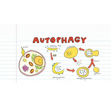 Autophagy